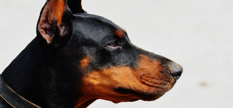 Doberman