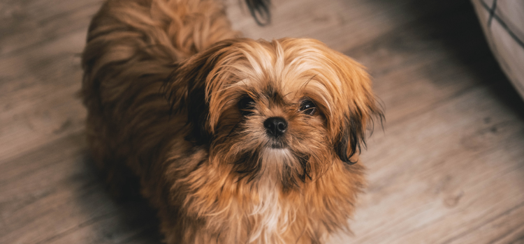 Dog looking at the camera