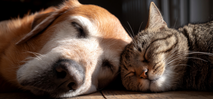 Dog and cat sleeping together