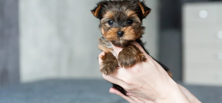 Discover how emotional support animals improve daily mental wellness in 2026. Learn how an ESA letter for housing supports mental health, the benefits of emotional support dogs, ESA cost, PSD letter differences, and guidelines for multiple ESA animals. Fa