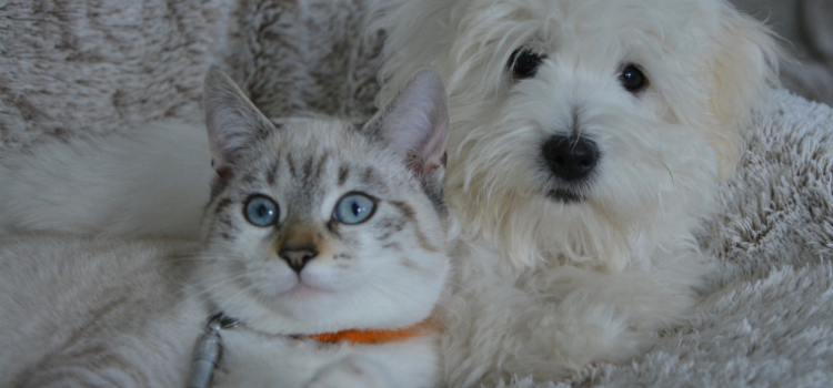 cat and dog sitting at the sofa