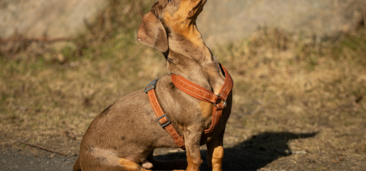 Dachshund