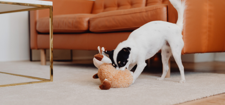 pet dog homes