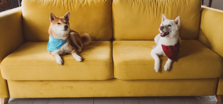 pet home
