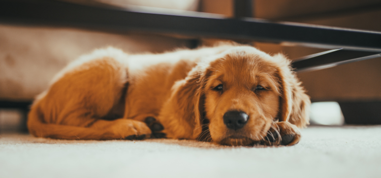 esa psd pets
