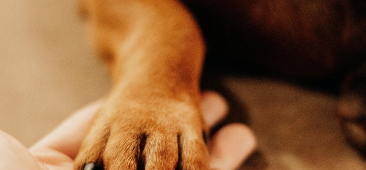 pets esa psd
