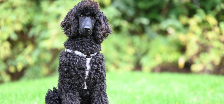 poodle