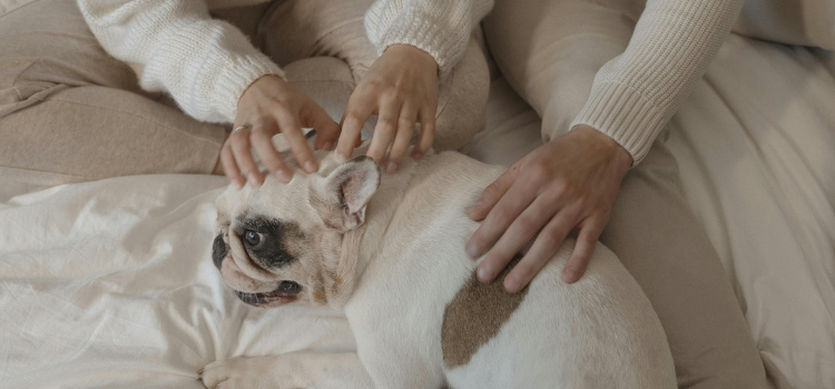 pets
