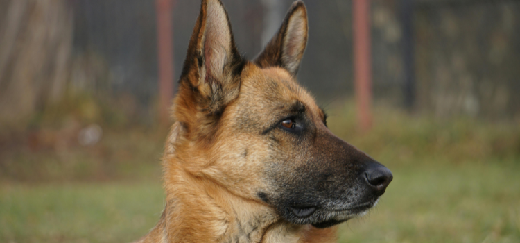 german shepherd