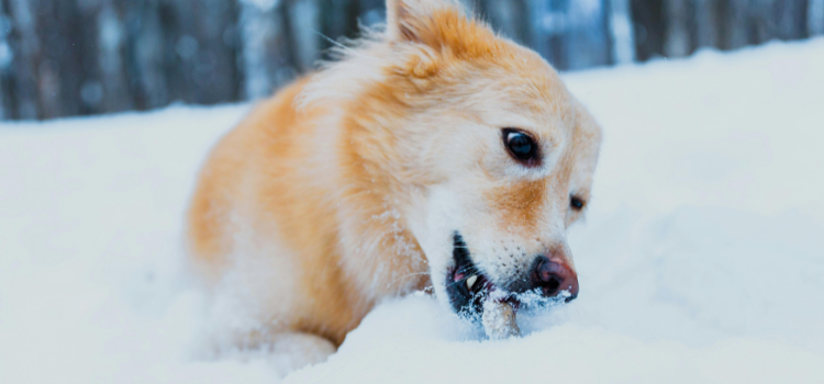 dog on snow