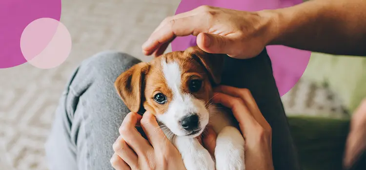 A well-behaved emotional support dog sitting calmly in a public space with its owner, illustrating proper ESA etiquette. The image highlights responsible ESA ownership, including obedience, calm behavior, and readiness to present an ESA letter for housing