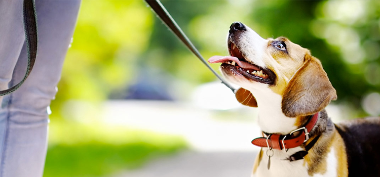 Person moving into a new apartment with emotional support dog and ESA letter for housing