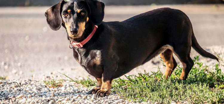 Dachshund