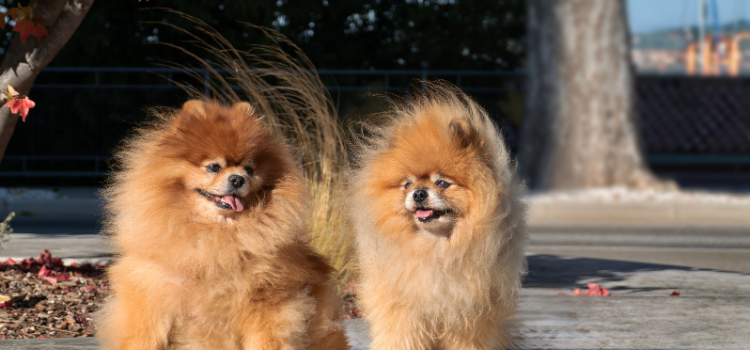 pomeranian