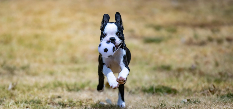 Boston Terrier