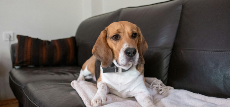 beagles