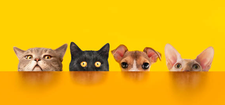 A person experiencing therapeutic relief and mental clarity while sitting with their emotional support dog in a safe home environment.