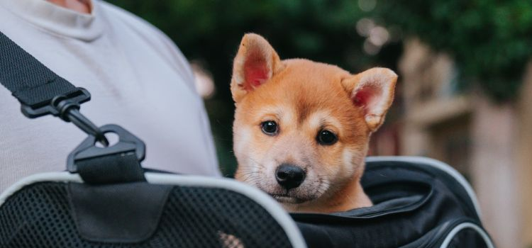Emotional support dog resting calmly in a cozy home corner with toys and bedding during Holy Week celebrations.