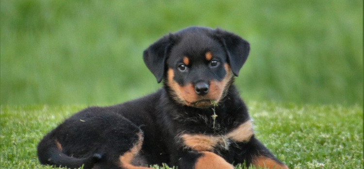 dog in the grass field