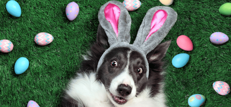A comforting scene of a golden retriever resting its head on the knee of a person in distress, symbolizing the vital role of an emotional support dog. The image represents the legal necessity of an ESA letter for housing to protect the bond between a pet