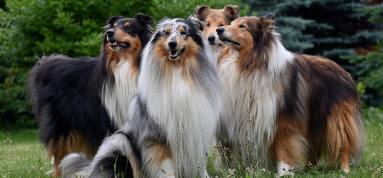 pets