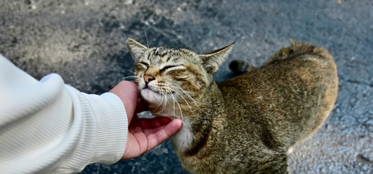 pets