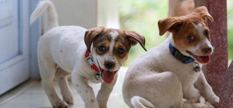 2 puppy playing in the house