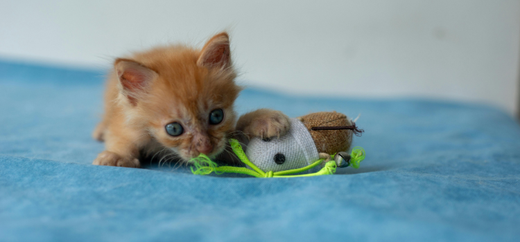 pets
