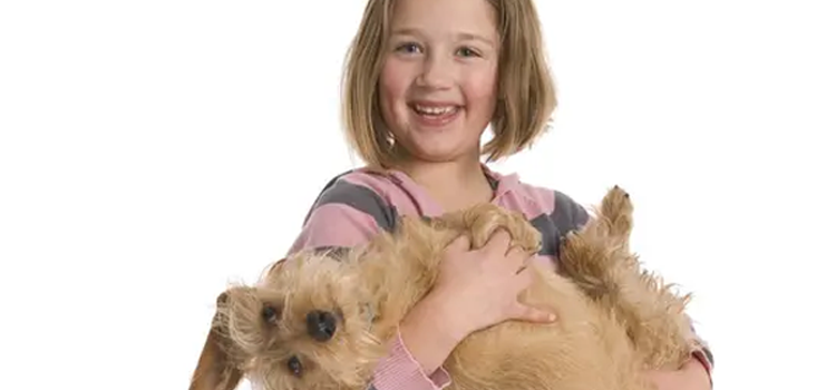 Emotional support dog enjoying a spring walk safely with leash and harness