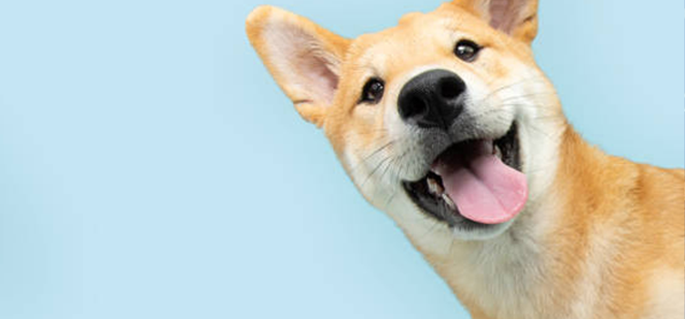 Clinical support animal sitting with owner during spring travel, illustrating ESA letter and emotional support benefits.