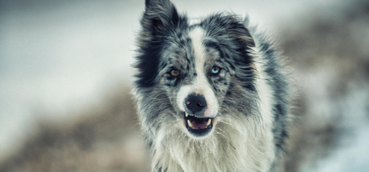 border collie