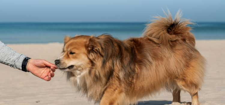 pet