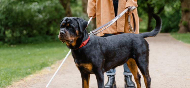 PSD PET