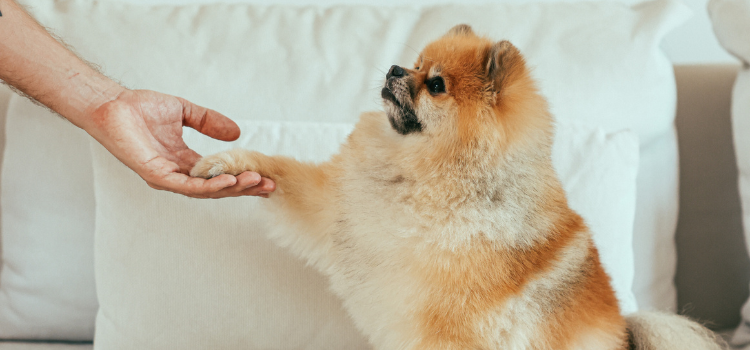 pets
