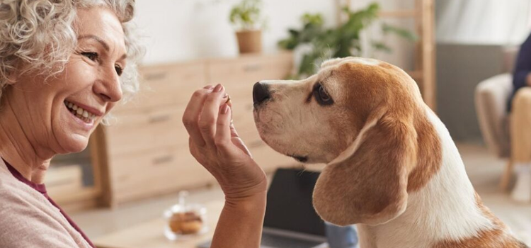 emotional support dog in apartment