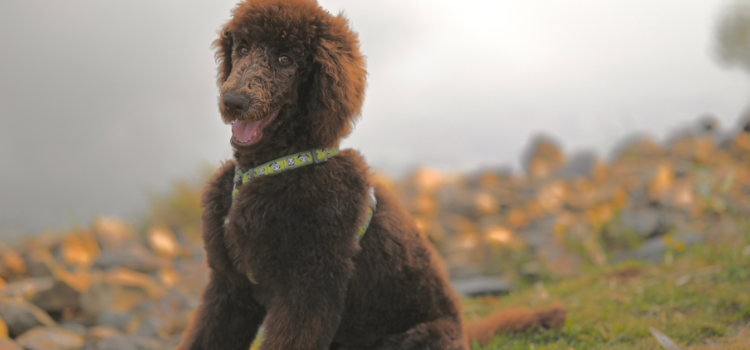 poodle