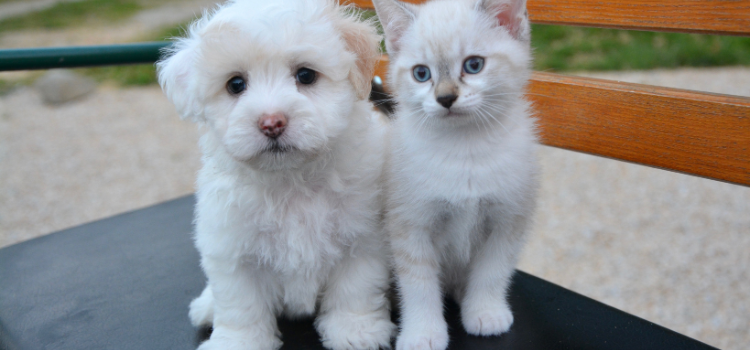 pets esa psd
