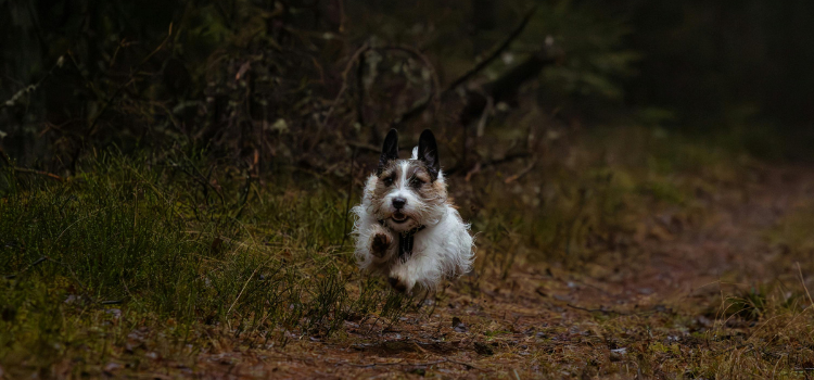 dogs